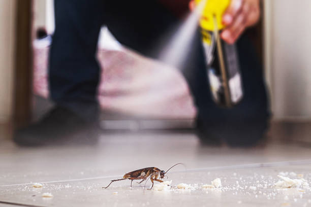 Best Affordable Pest Control Services  in Mount Zion, GA